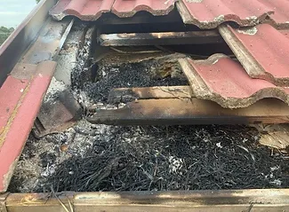 Fire hazard caused by bird nesting