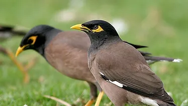 Indian myna is native to Asia