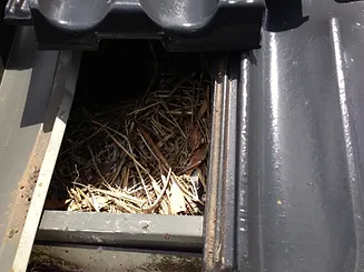 Nesting in roof cavity