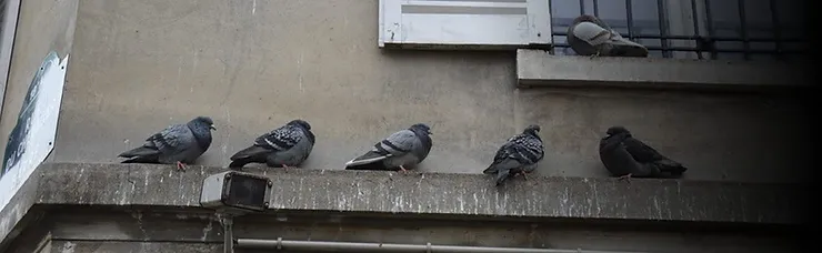 Nuisance pigeons roosting