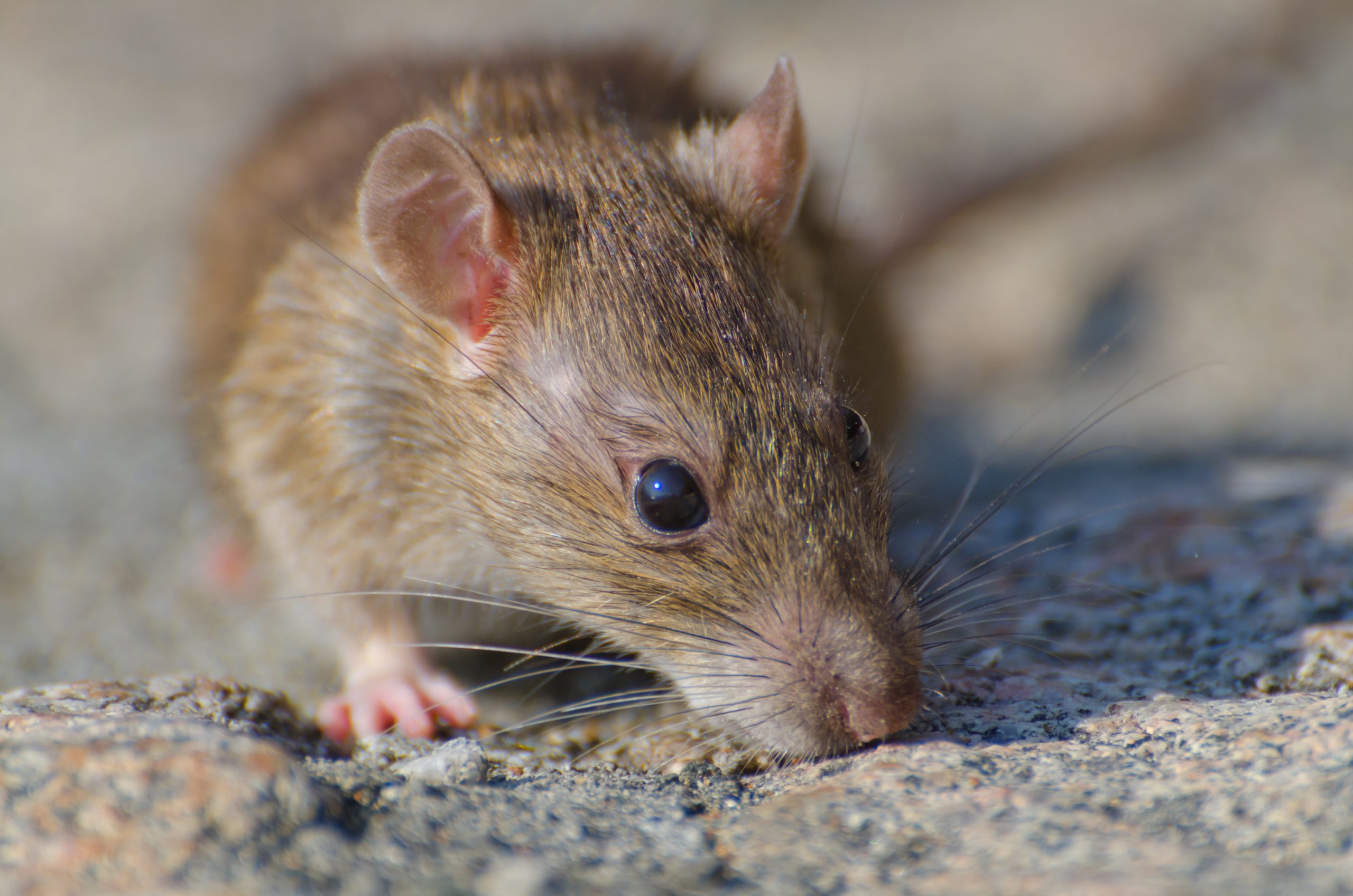 Closeup selective focus shot of a brown rat pest on the concrete ground